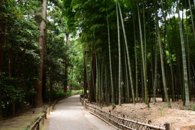 偕楽園の竹林