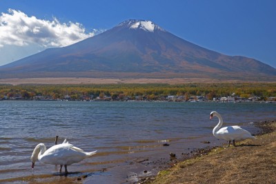 山中湖の白鳥