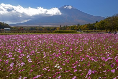 花の都公園のコスモス