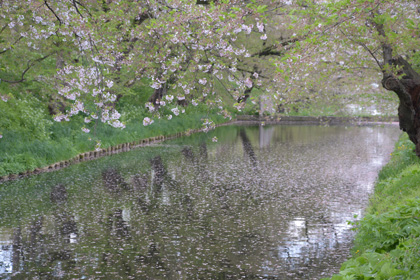 弘前城のお堀の桜