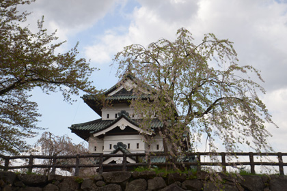 弘前城の桜