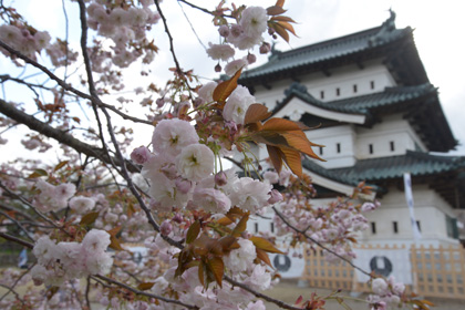 弘前城の八重桜