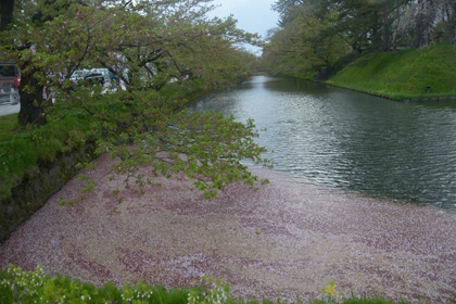 桜の絨毯