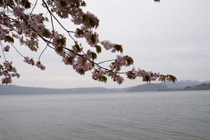 桜と十和田湖