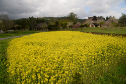 遠野ふるさと村の菜の花の風景