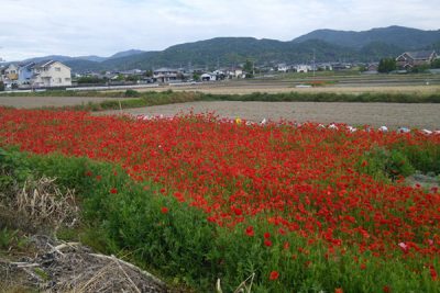 吉野川市ののどかな風景